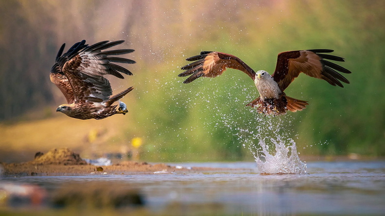 Black Kite (Milvus migrans) + Brahminy Kite (Haliastur indus), Vetnai, Ganjam district, Odisha, India